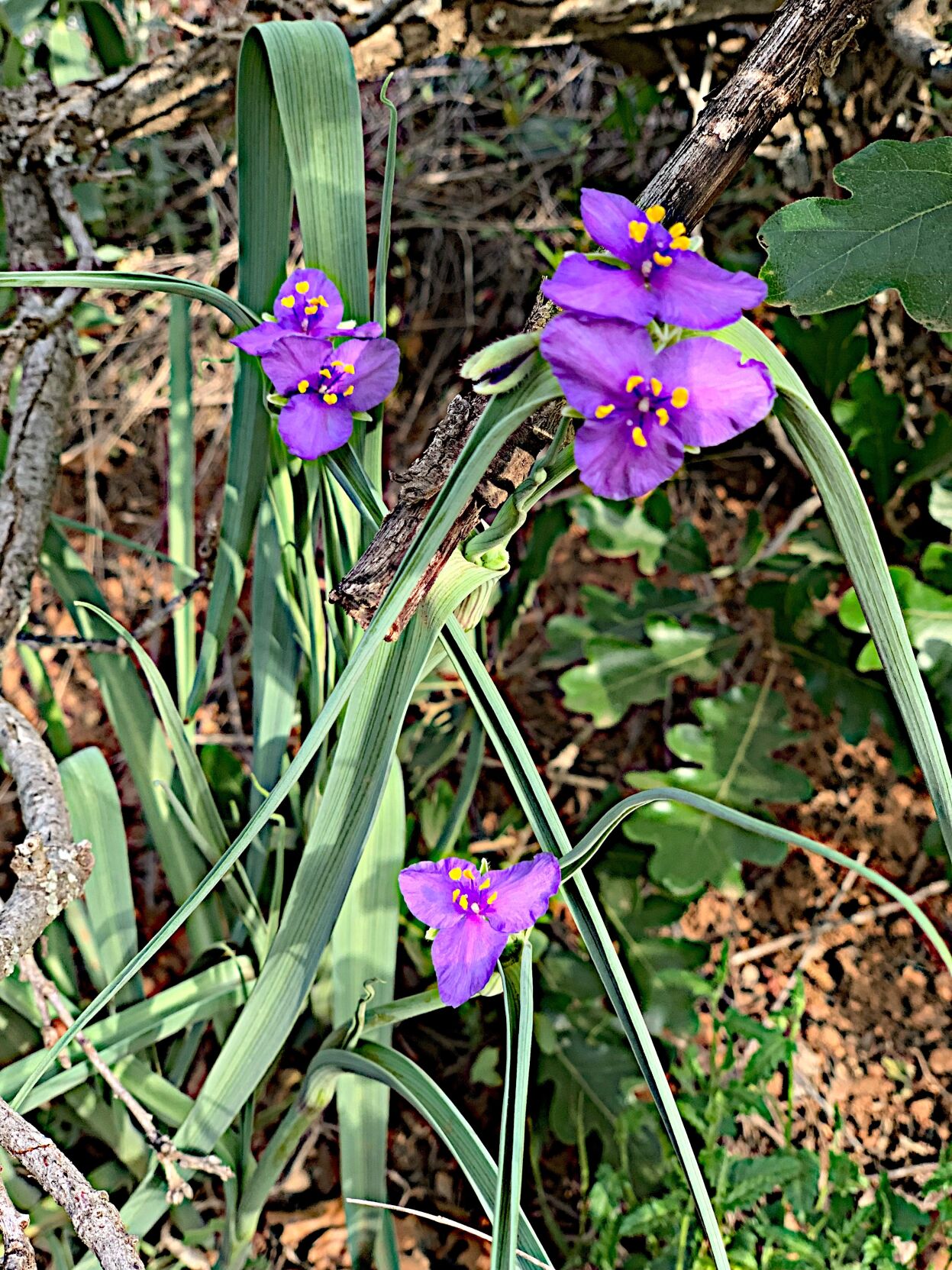 IMG_6176.jpg